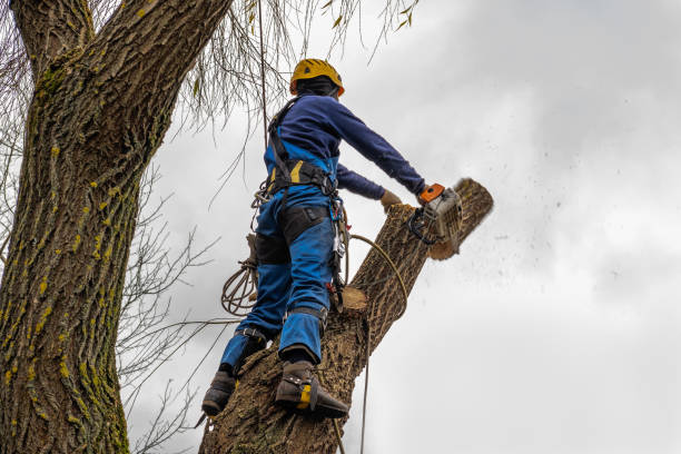 How Our Tree Care Process Works  in  West Carson, CA