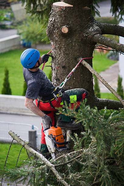 Best Root Management and Removal  in West Rson, CA